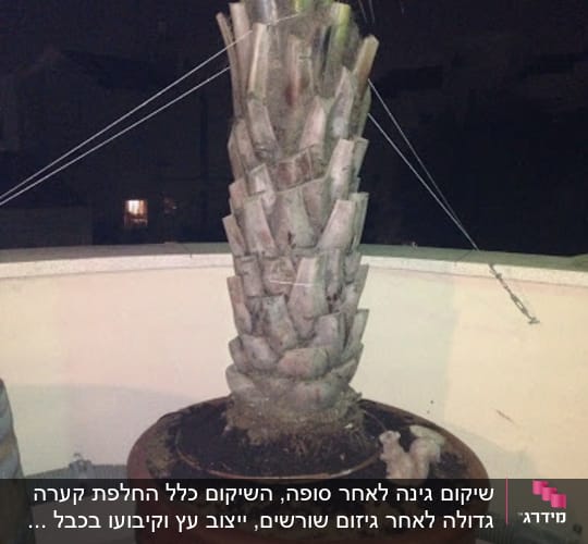 עץ דקל גדול בעציץ חרס עם חבלים לתמיכה